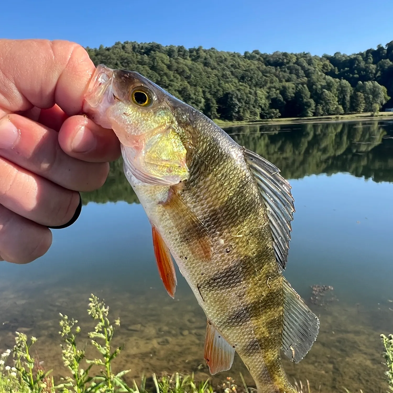 Yellow perch caught on Fishbrain