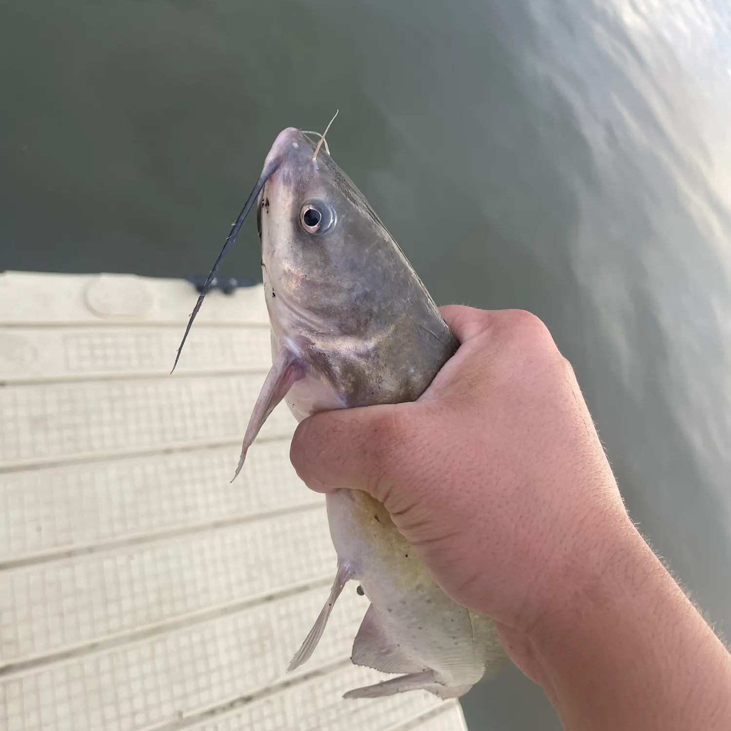 Channel catfish caught on Fishbrain