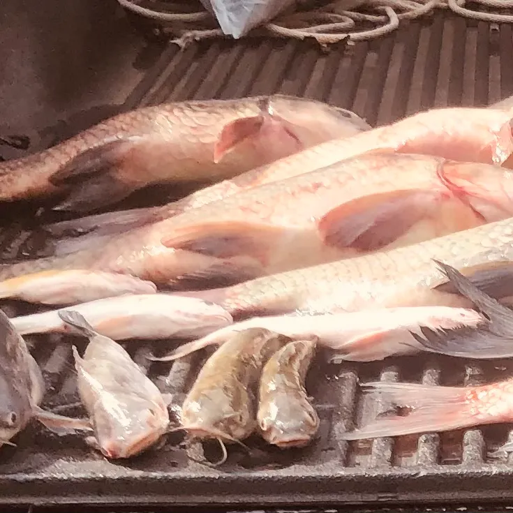 The most recent Smallmouth buffalo catches on Fishbrain