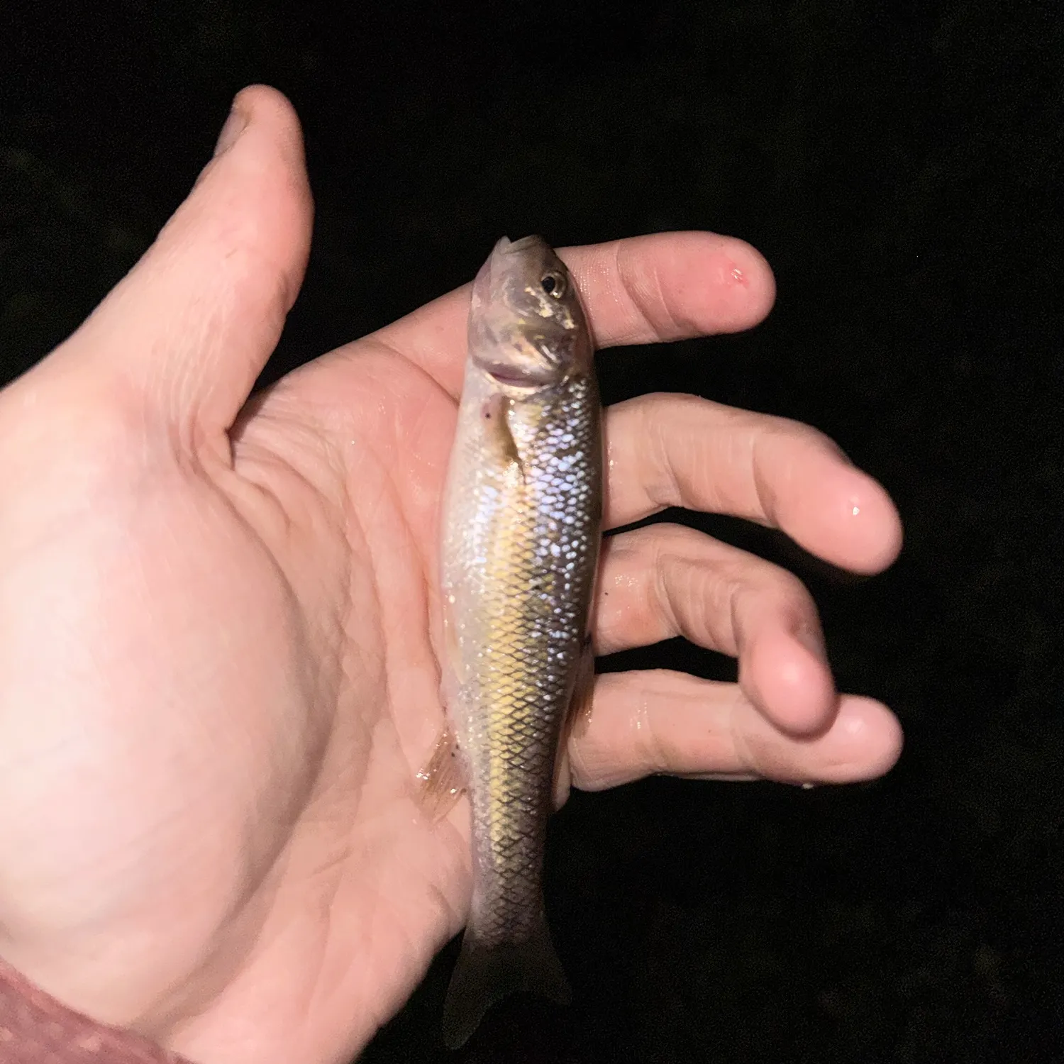 Creek chub caught on Fishbrain