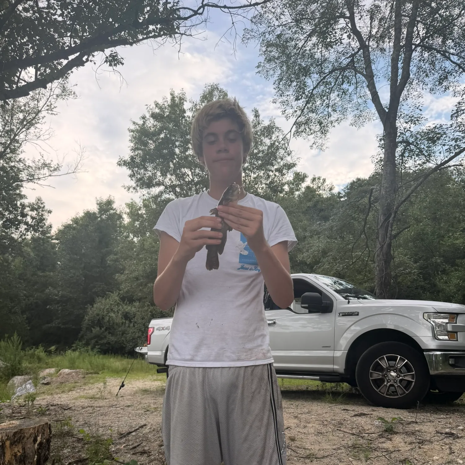 The most recent Brown bullhead catches on Fishbrain