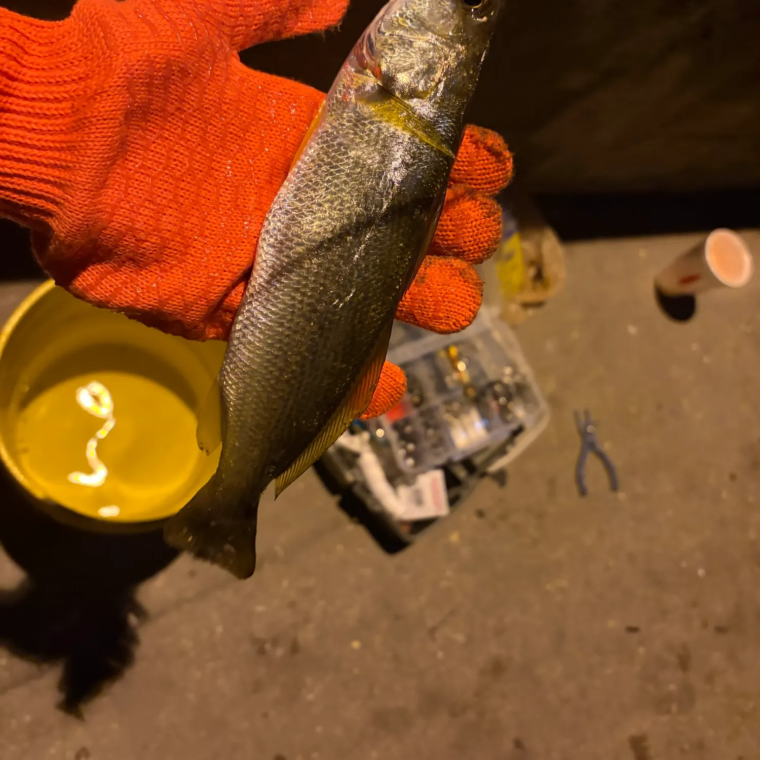 Sand seatrout caught on Fishbrain
