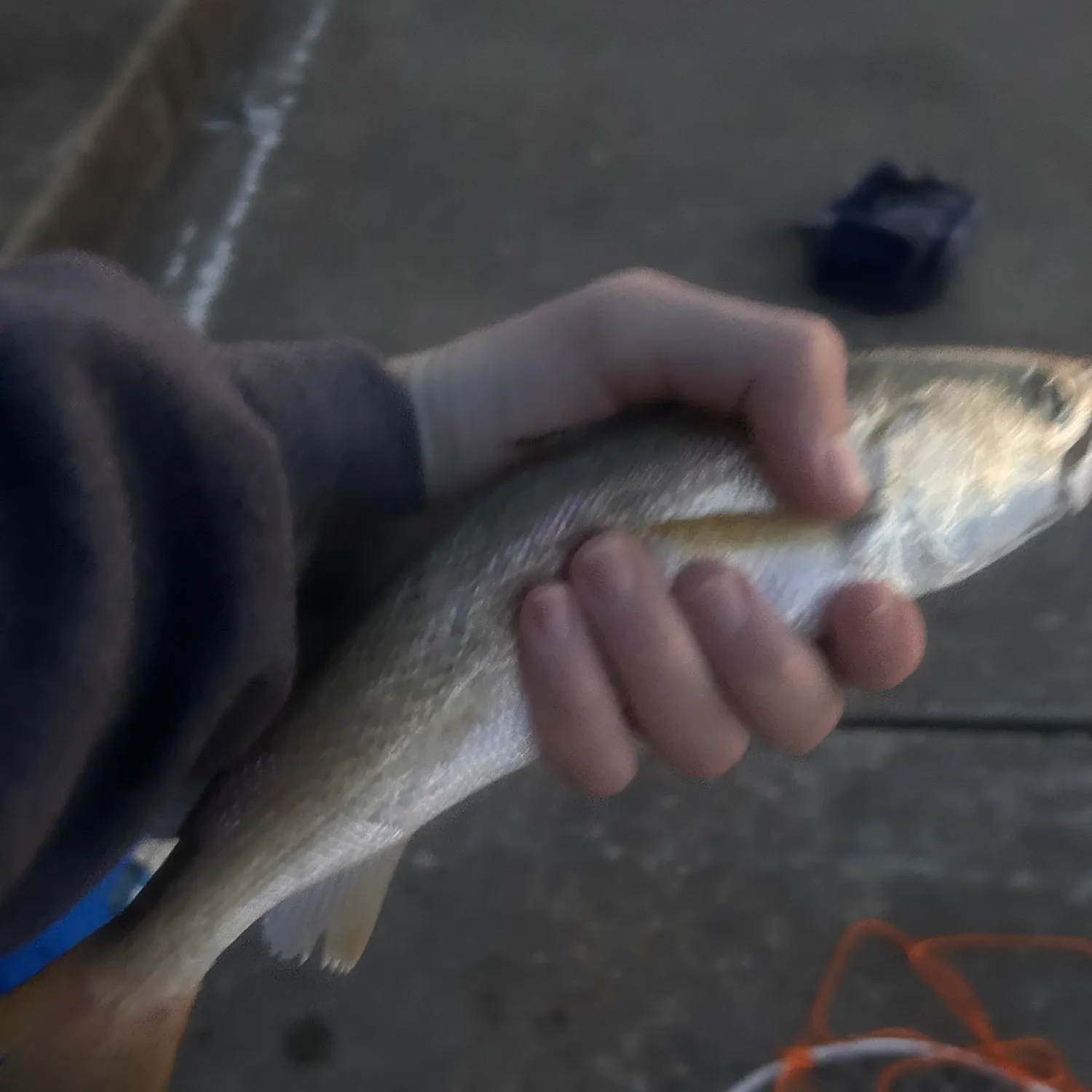 The most recent Silver seatrout catches on Fishbrain