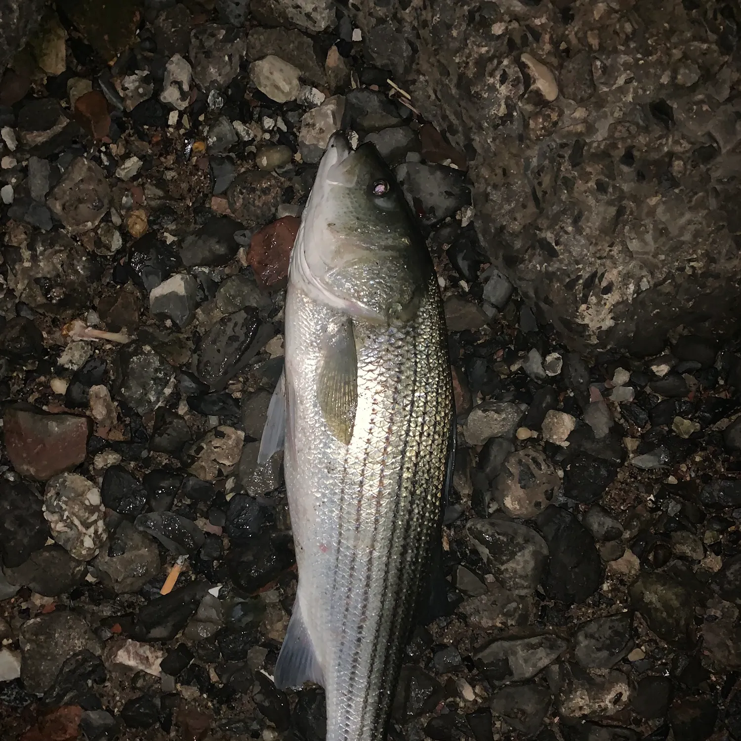 Striped bass caught on Fishbrain