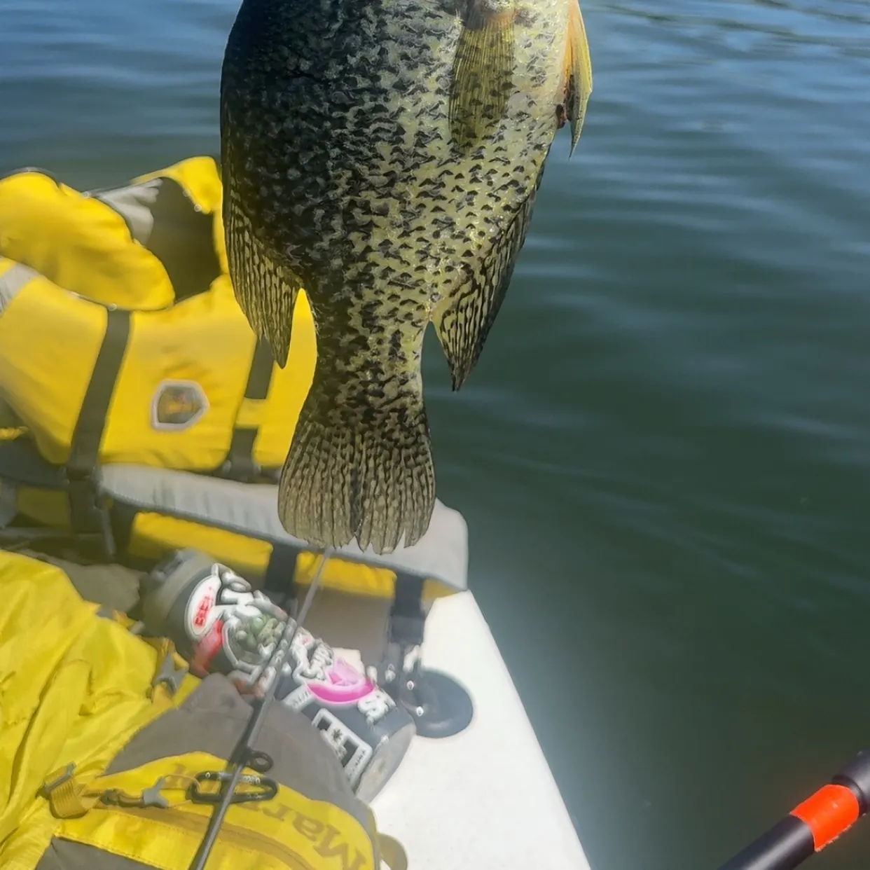 Black crappie caught on Fishbrain