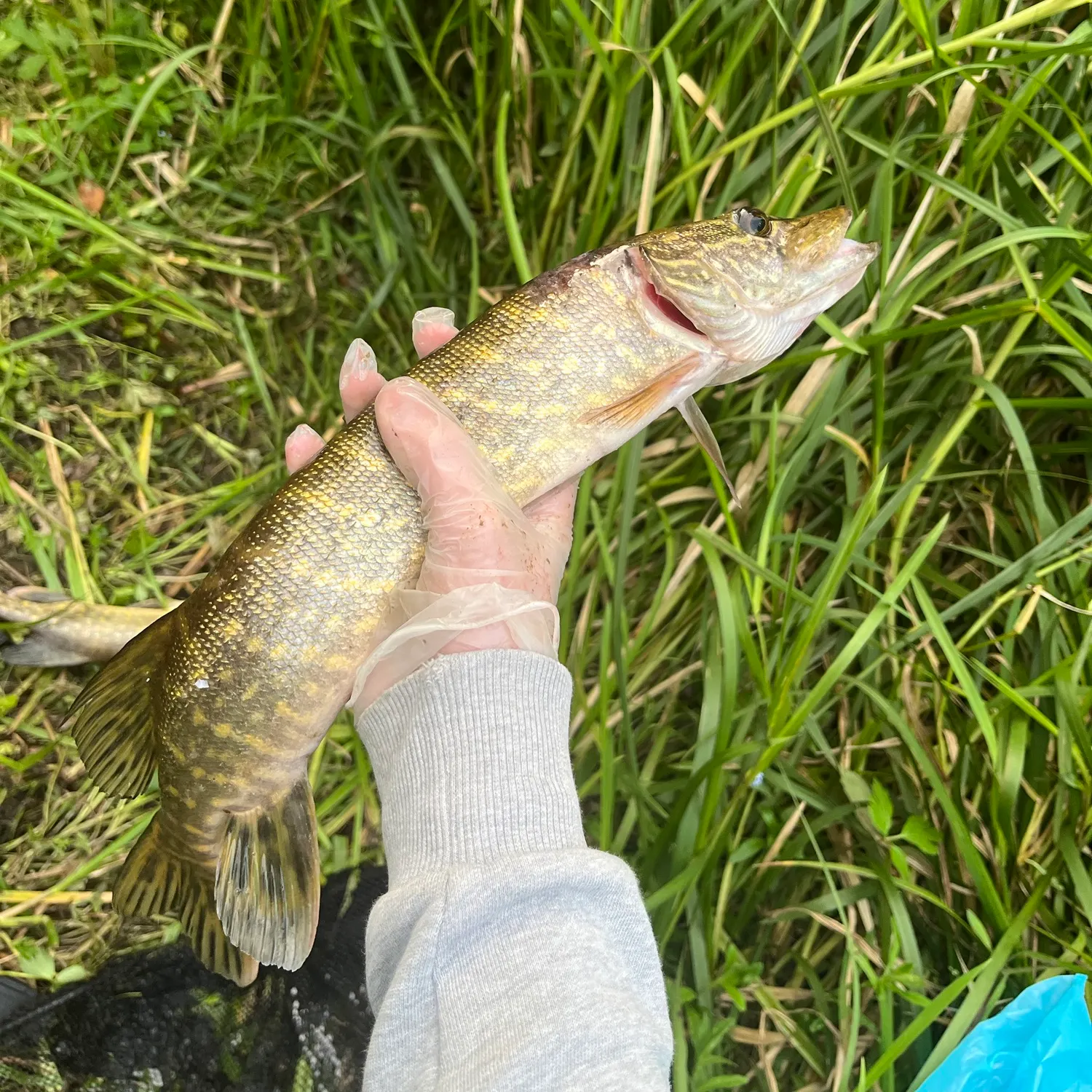 Northern pike caught on Fishbrain