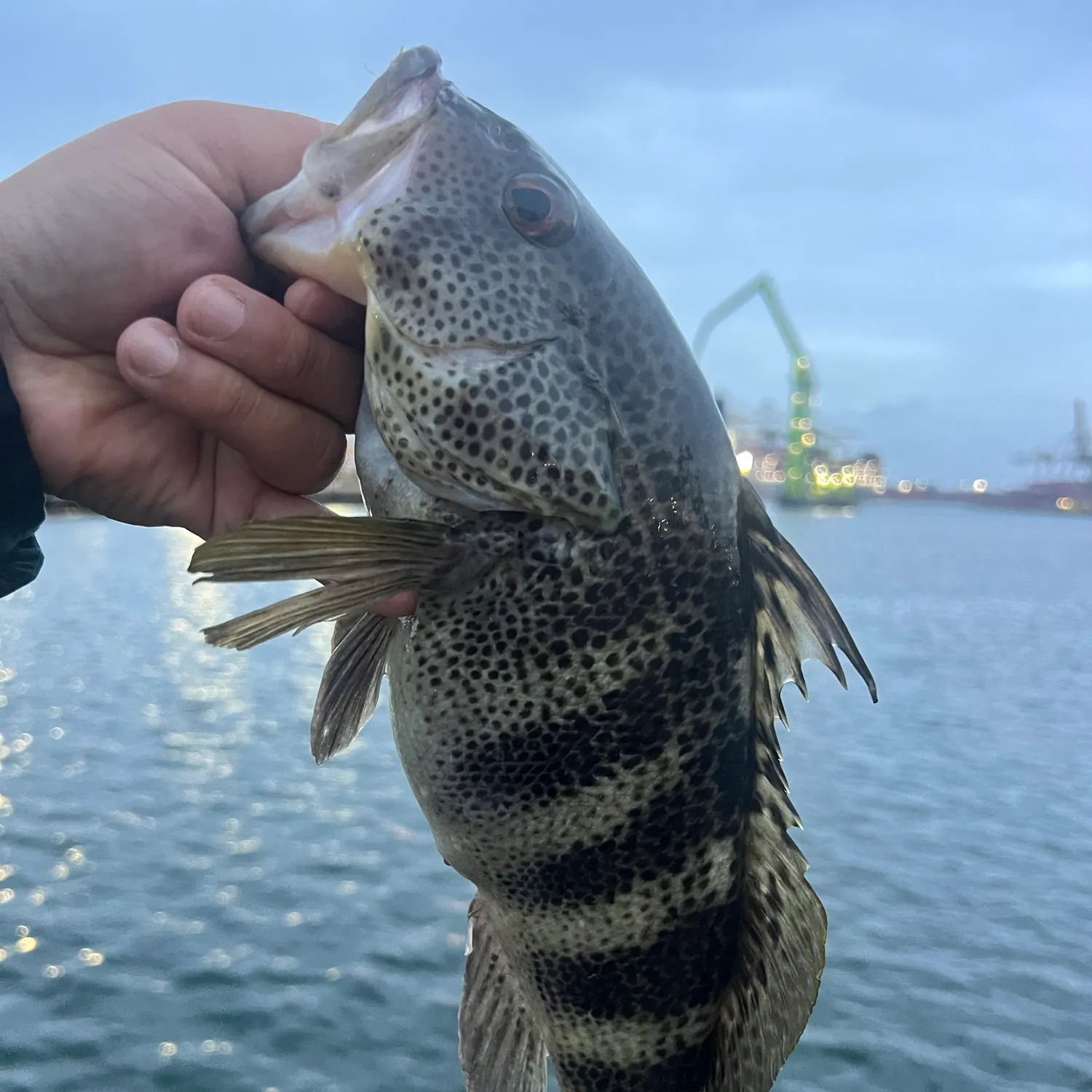Spotted sand bass caught on Fishbrain