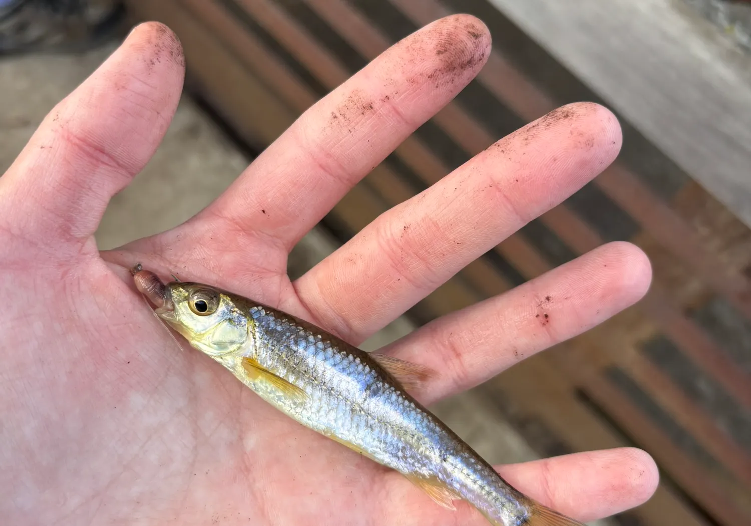 Spottail shiner