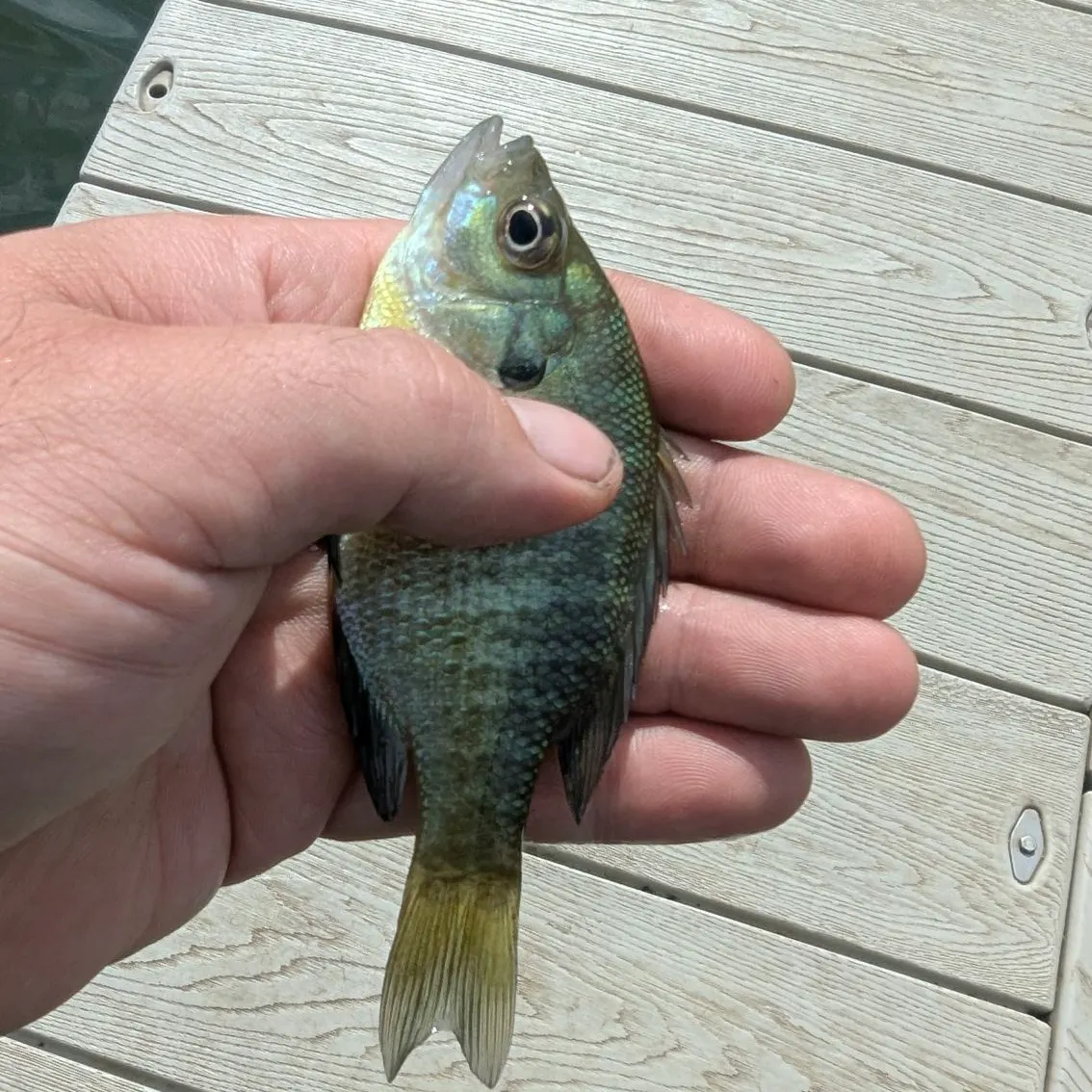 Bluegill caught on Fishbrain