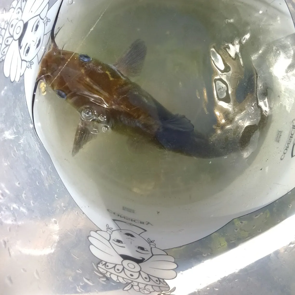 Channel catfish caught on Fishbrain