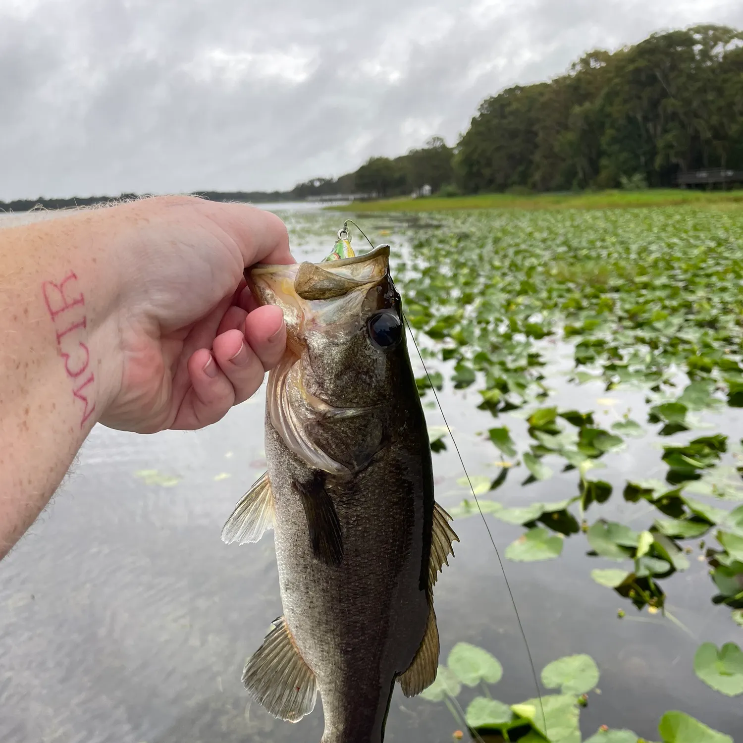 Largemouth bass caught on Fishbrain