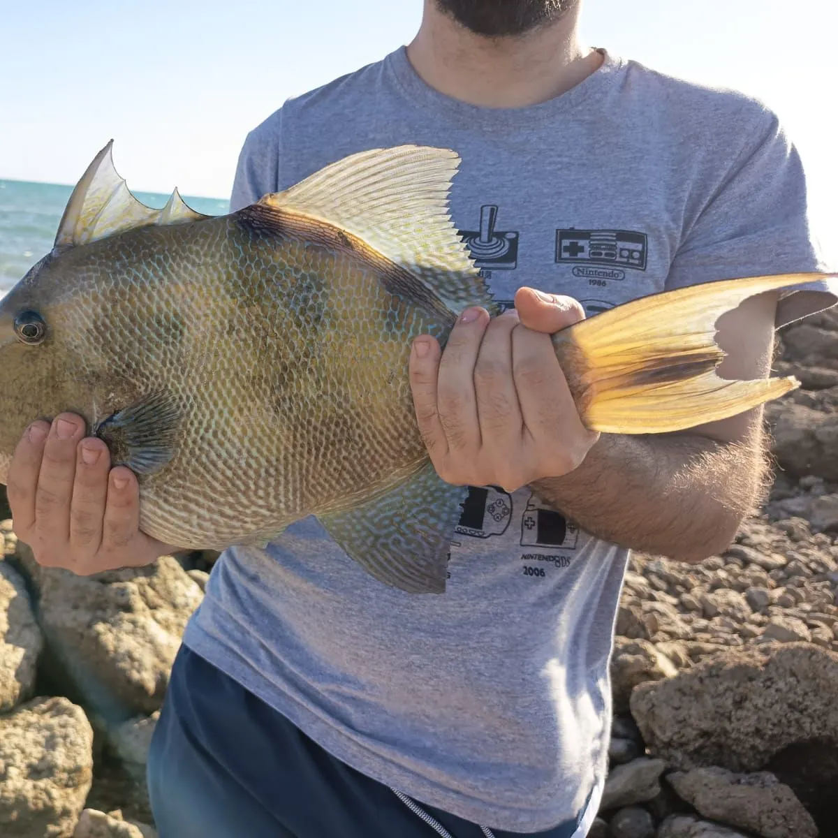 Grey triggerfish caught on Fishbrain