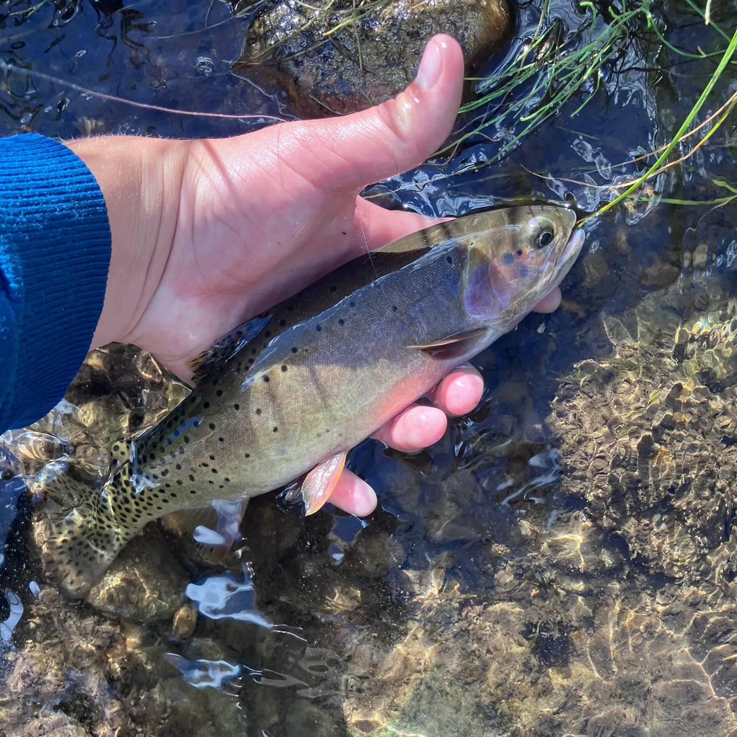Bonneville cutthroat trout caught on Fishbrain