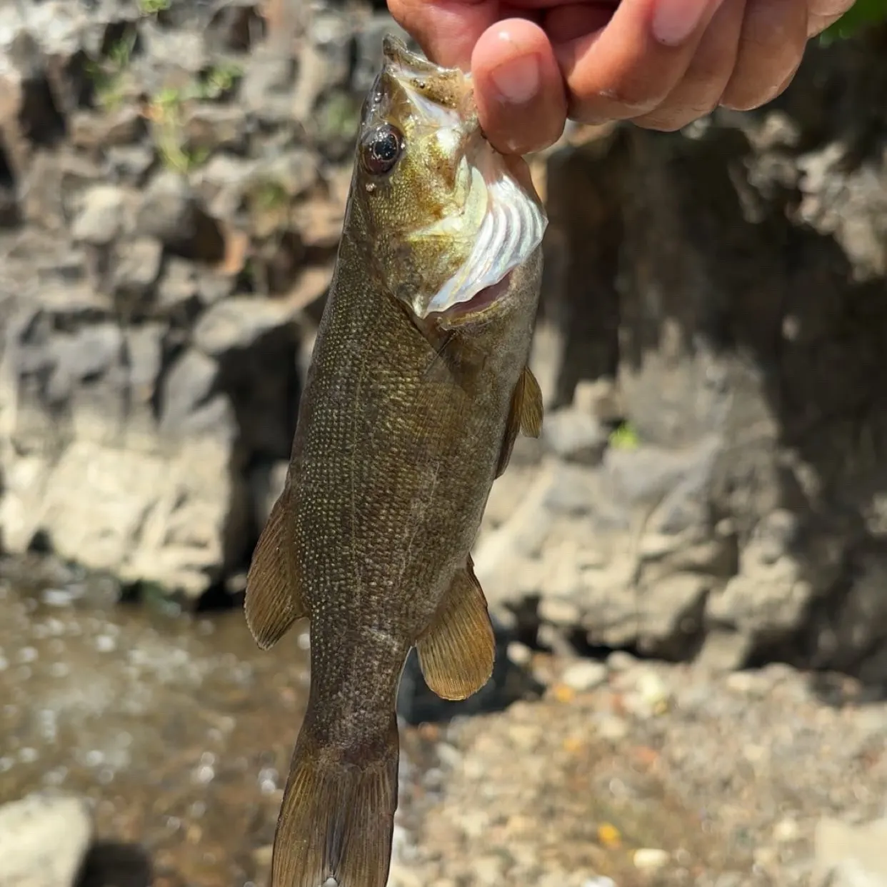 Smallmouth bass caught on Fishbrain