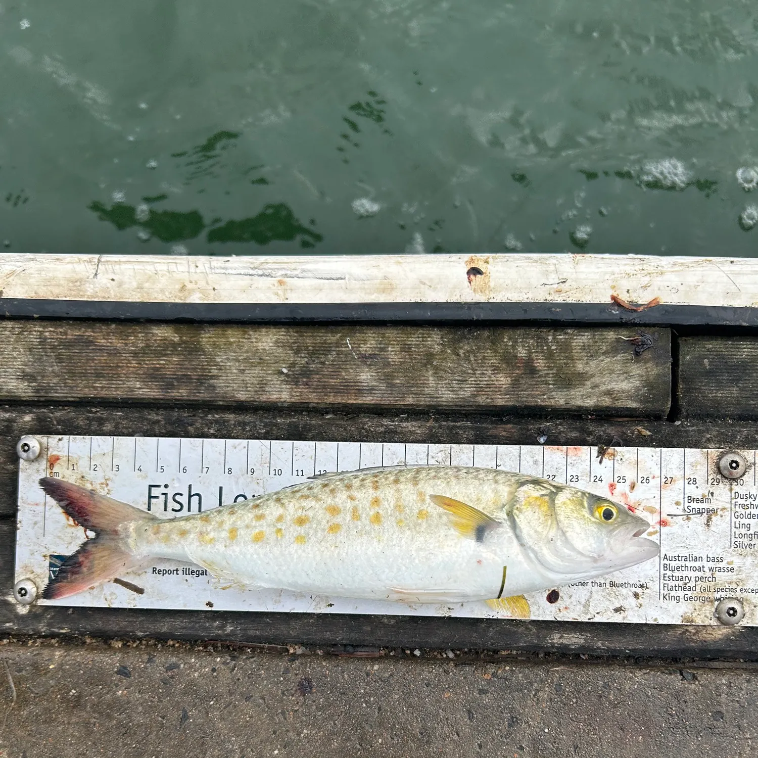 recently logged catches