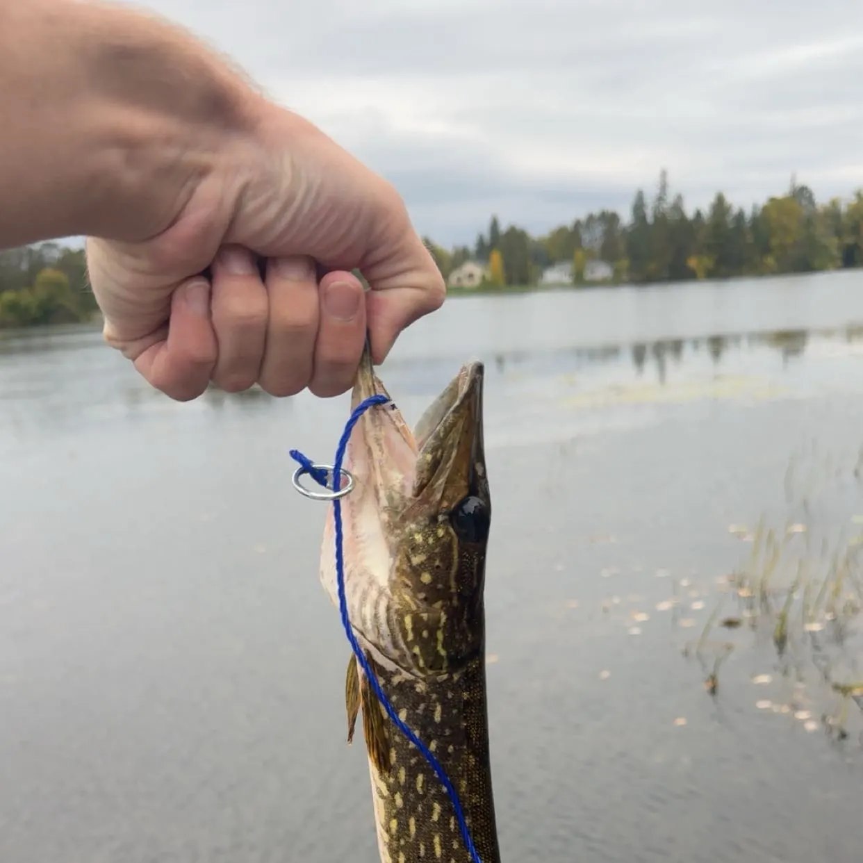 Northern pike caught on Fishbrain