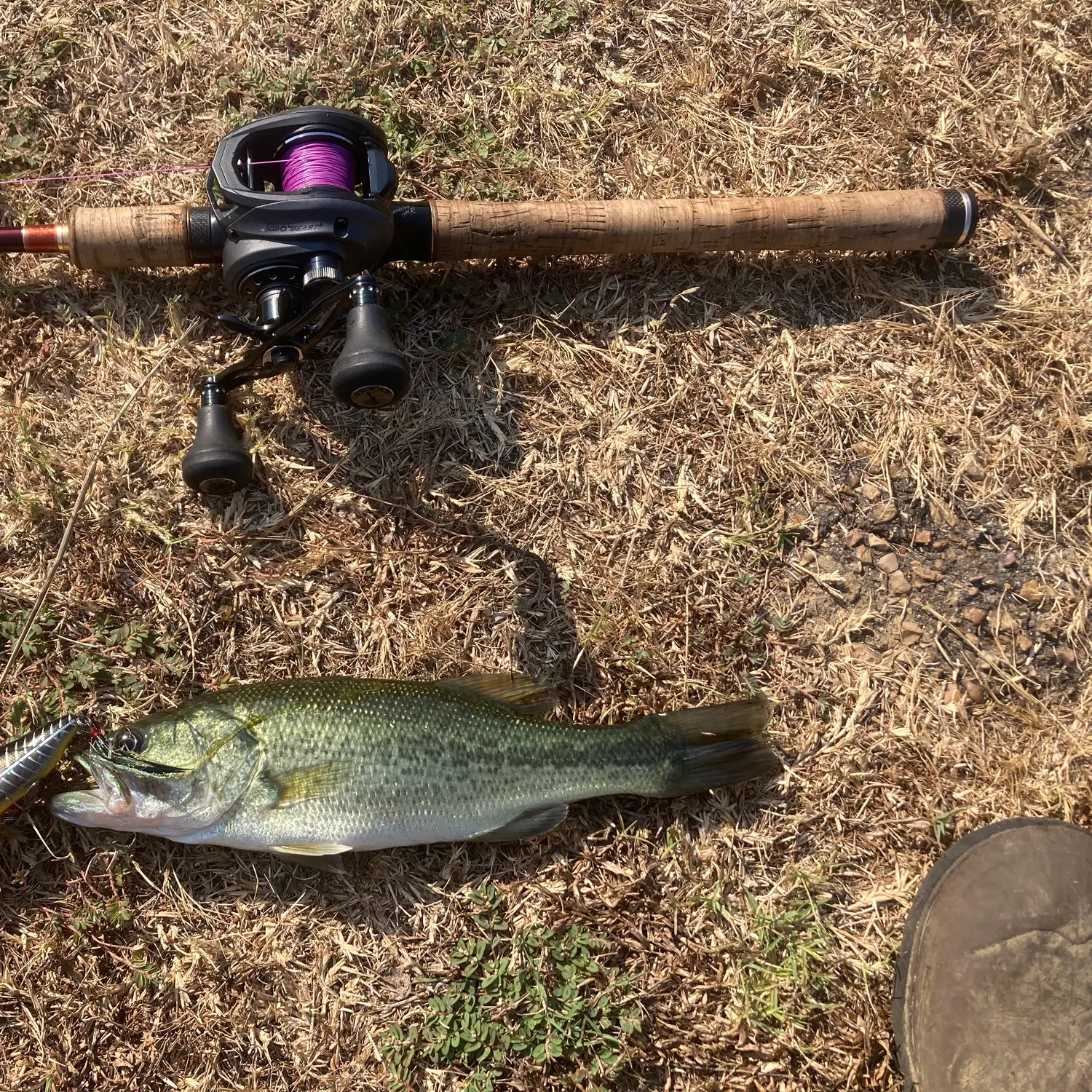 Largemouth bass caught on Fishbrain
