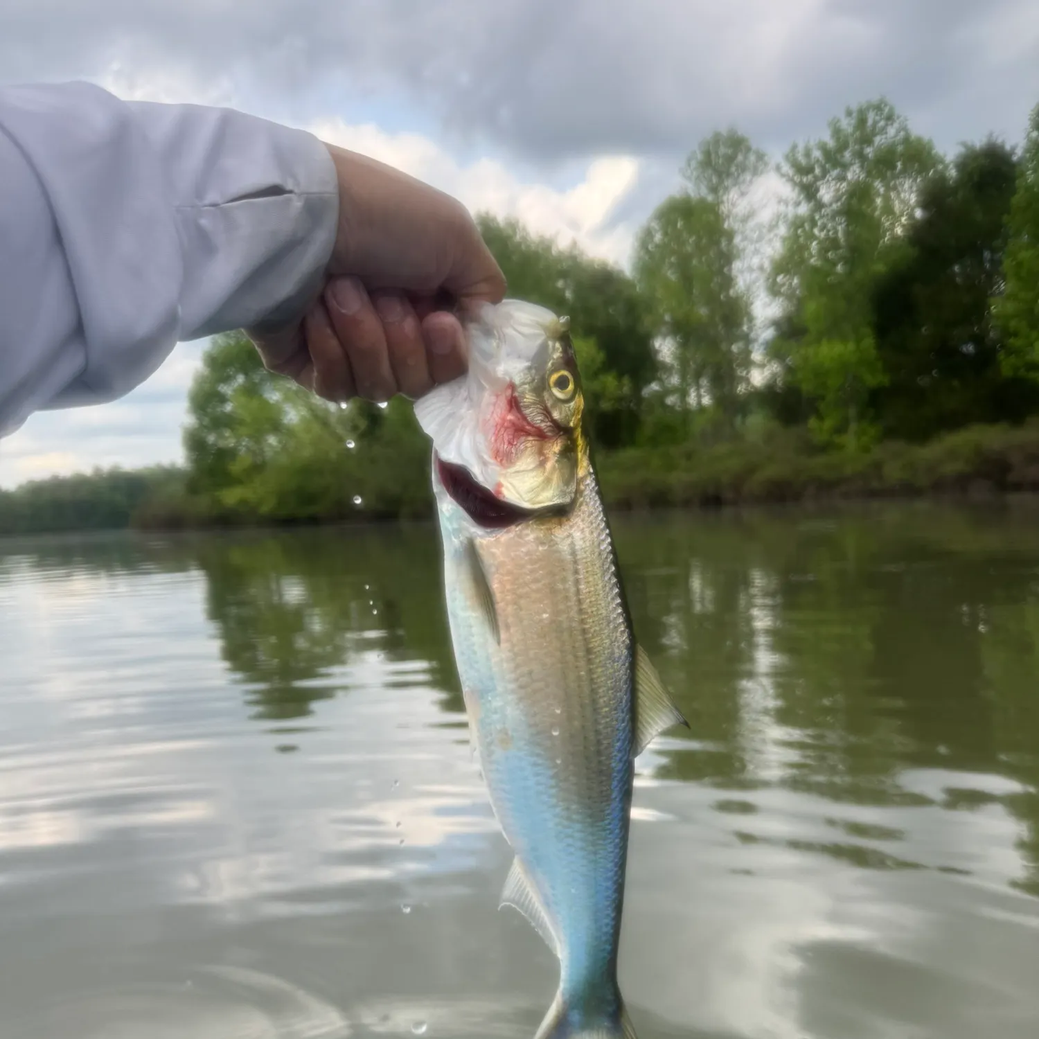 The most recent Skipjack herring catches on Fishbrain