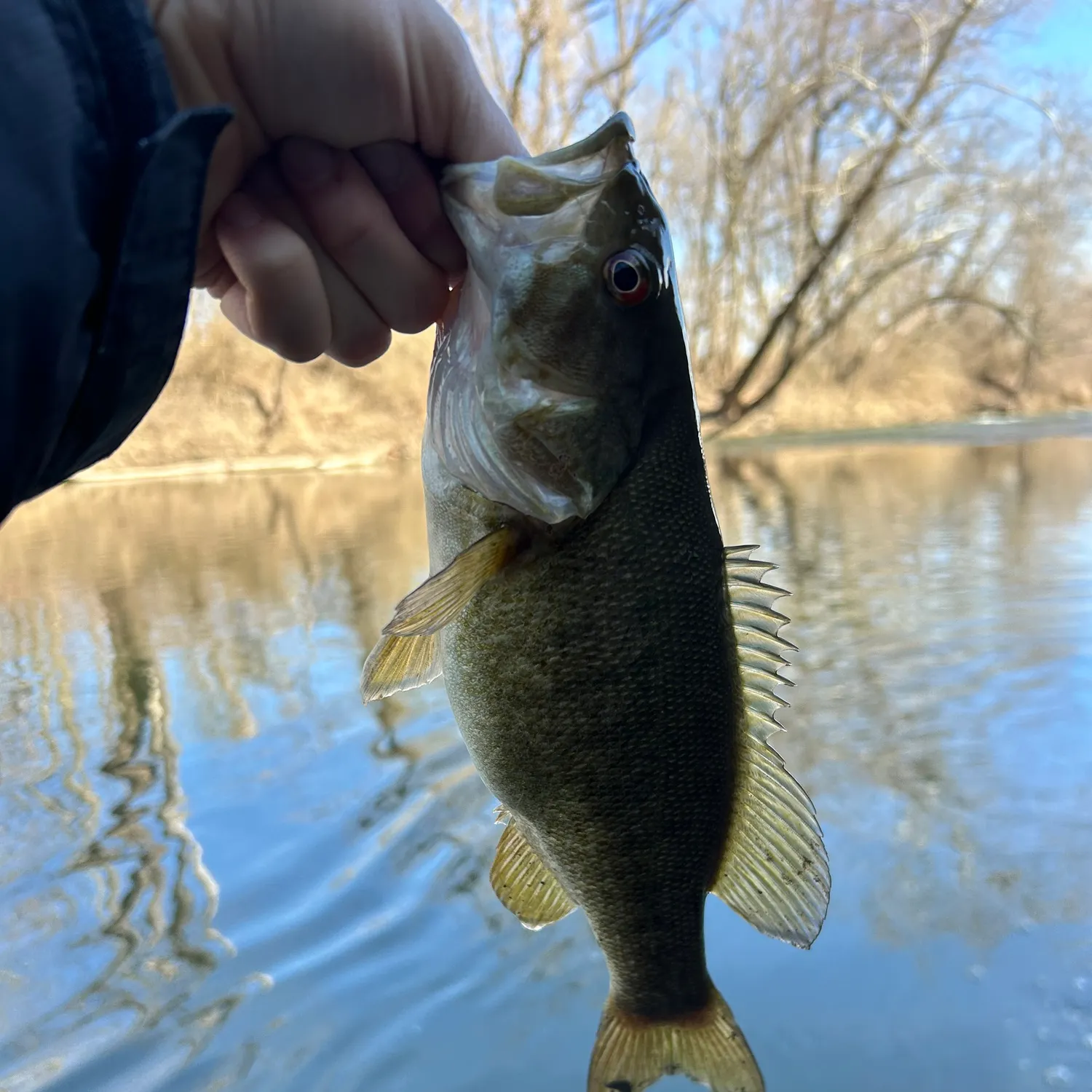 The most recent Quillback catches on Fishbrain