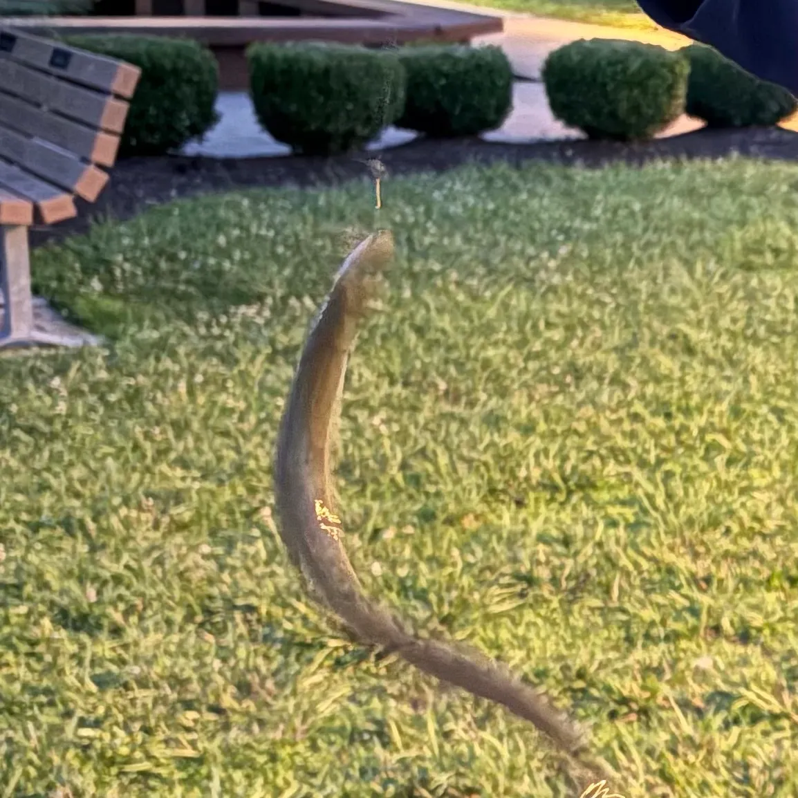 The most recent American eel catches on Fishbrain