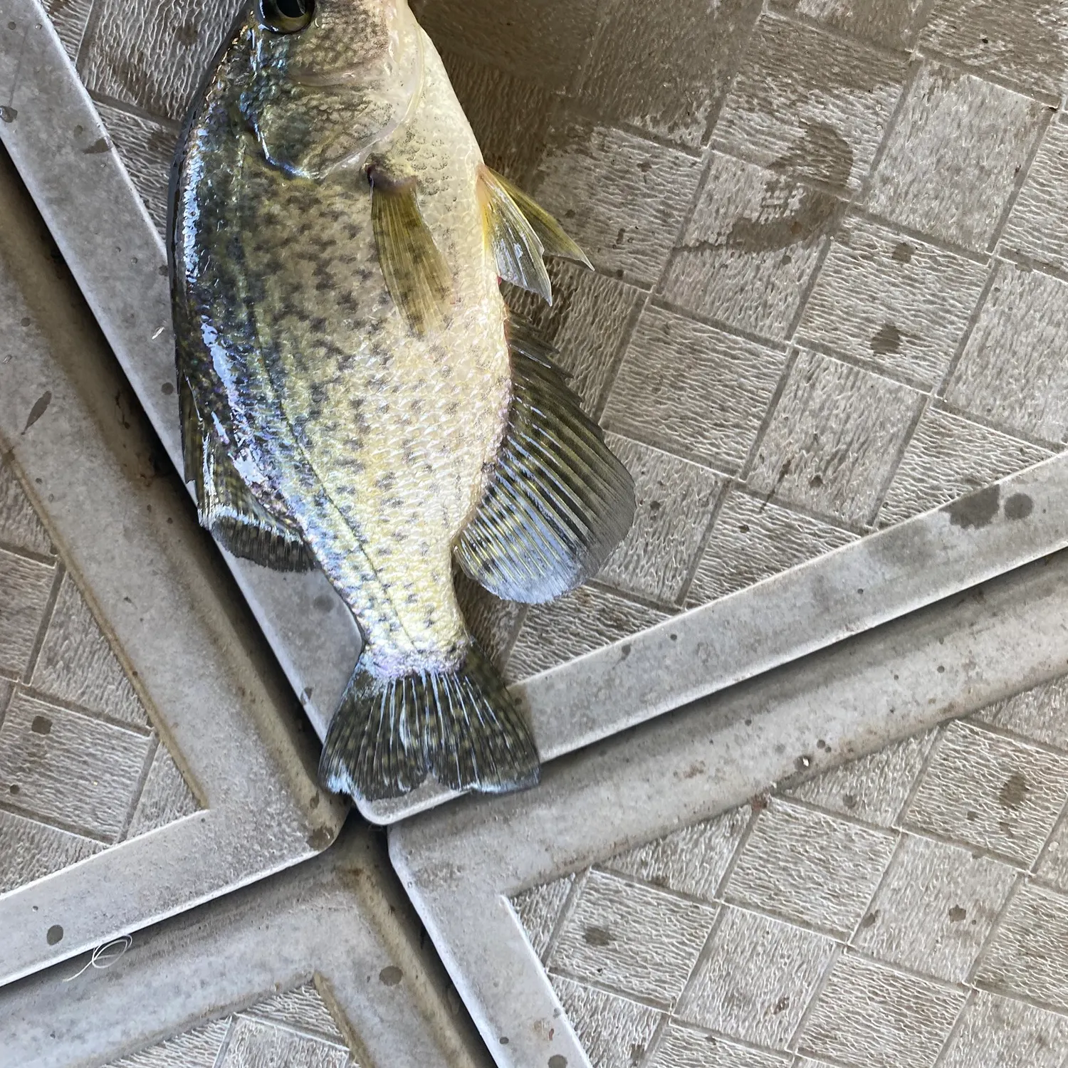 Black crappie caught on Fishbrain