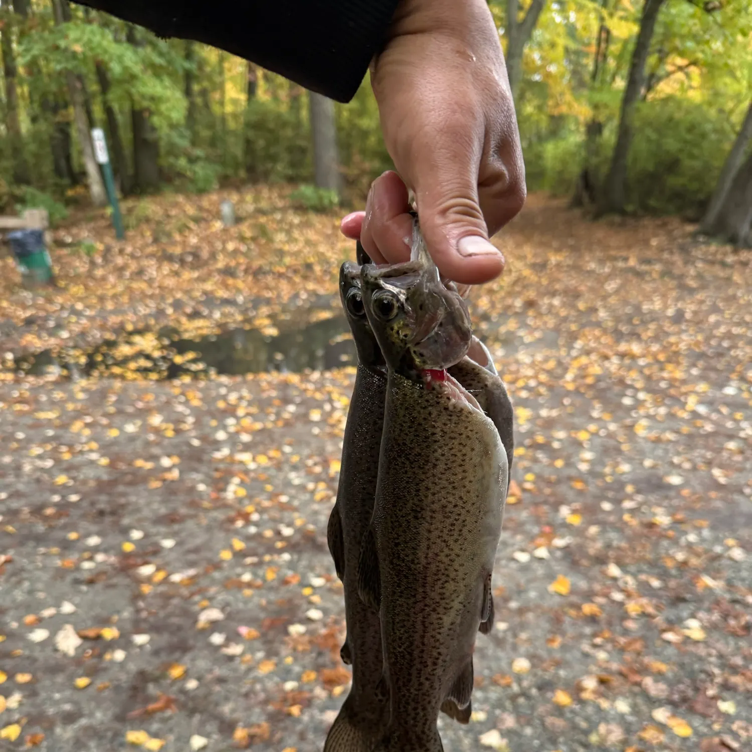 Rainbow trout caught on Fishbrain