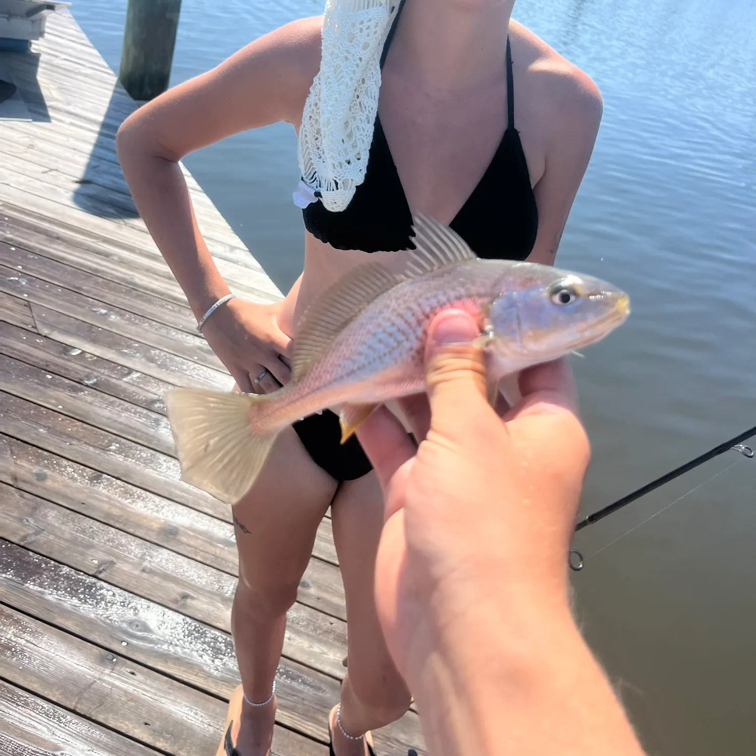 Atlantic croaker caught on Fishbrain