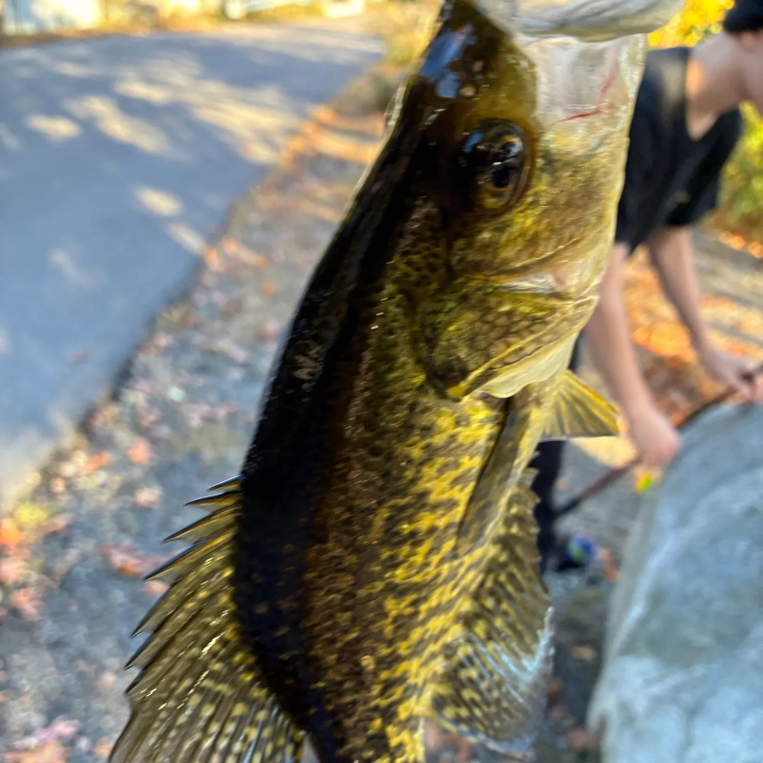 Black crappie caught on Fishbrain