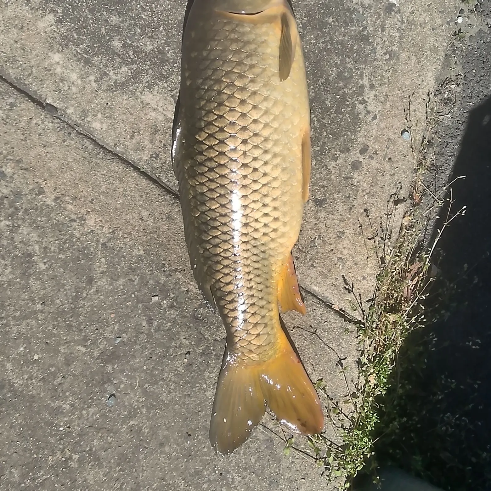 Common carp caught on Fishbrain