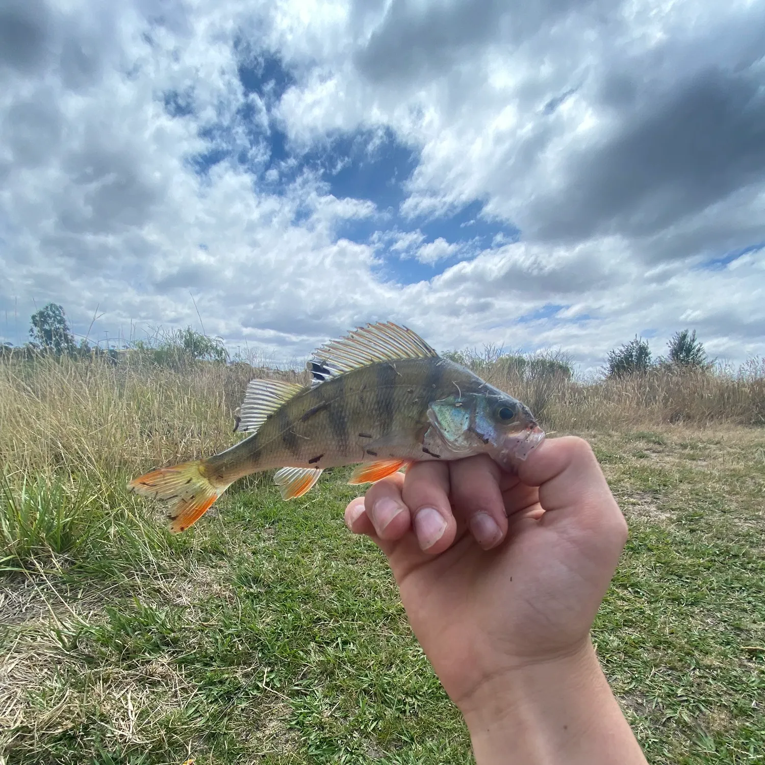 The most recent European perch catches on Fishbrain