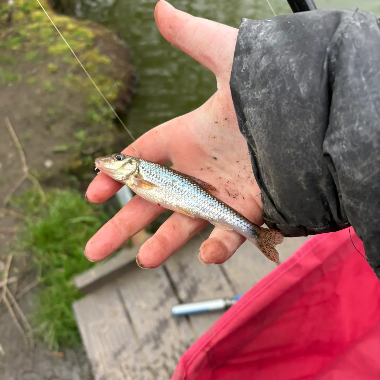 The most recent Gudgeon catches on Fishbrain