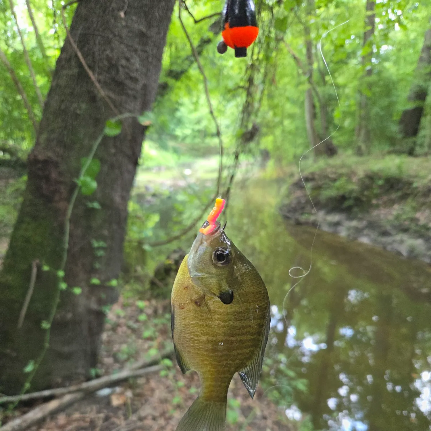 Bluegill caught on Fishbrain