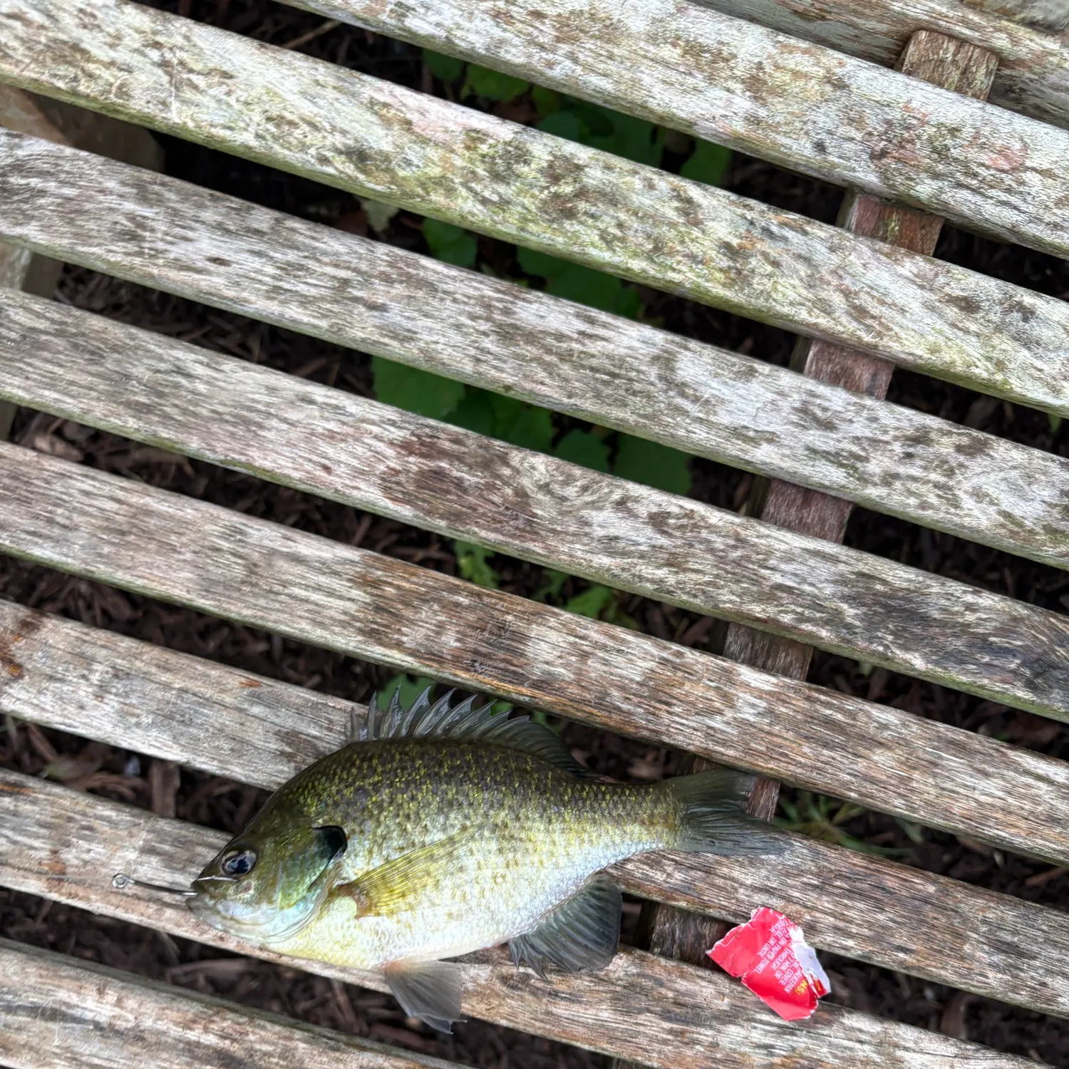 Bluegill caught on Fishbrain