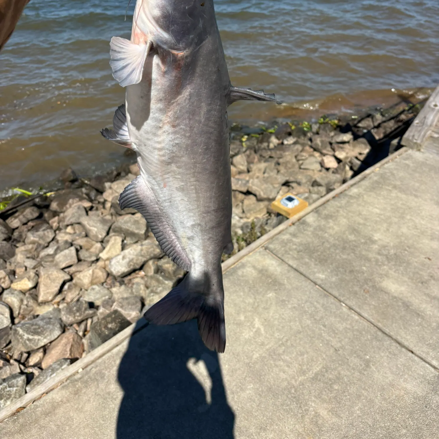 Blue catfish caught on Fishbrain