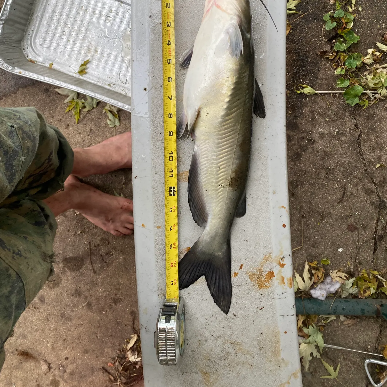 Channel catfish caught on Fishbrain