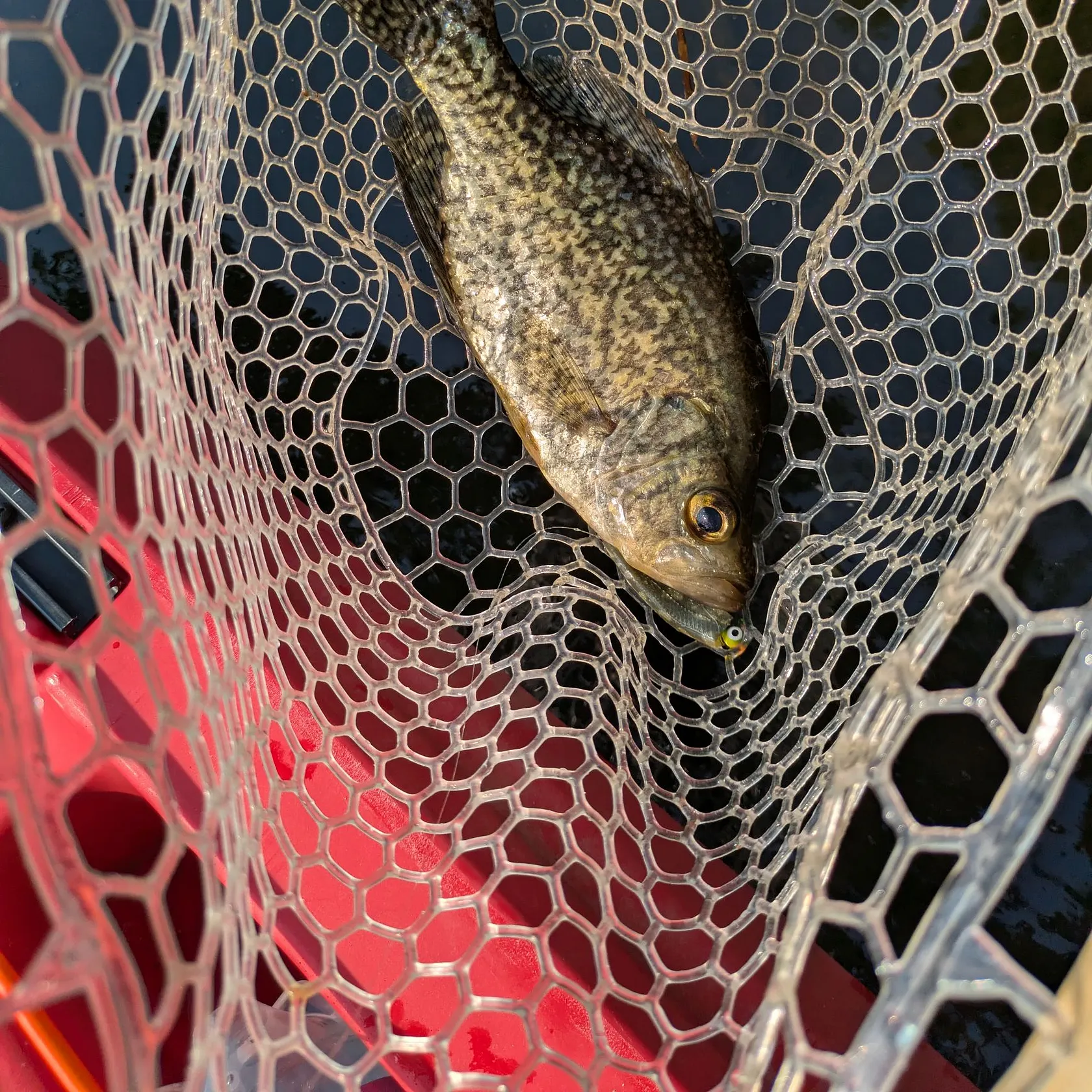 Black crappie caught on Fishbrain