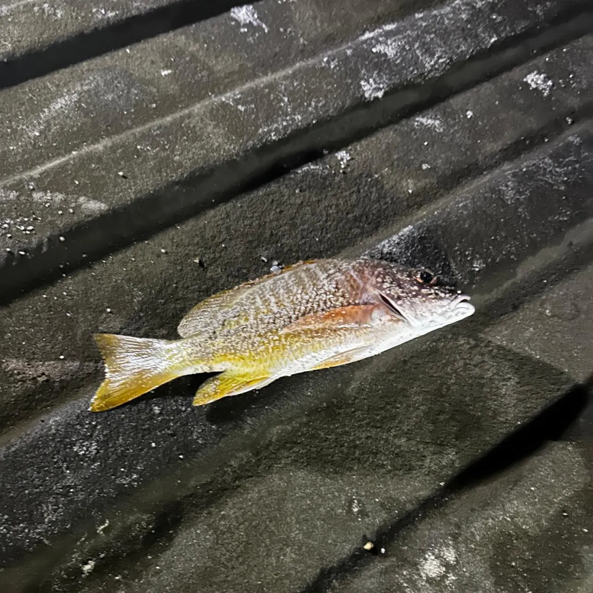 The most recent Northern red snapper catches on Fishbrain