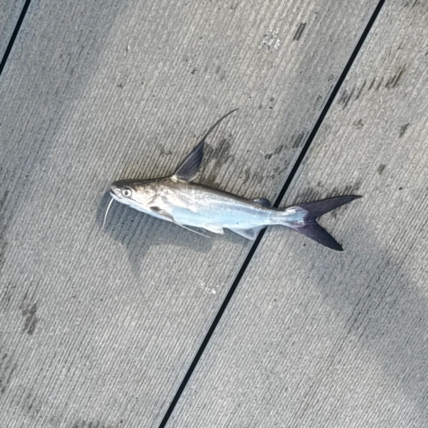 Gafftopsail sea catfish caught on Fishbrain