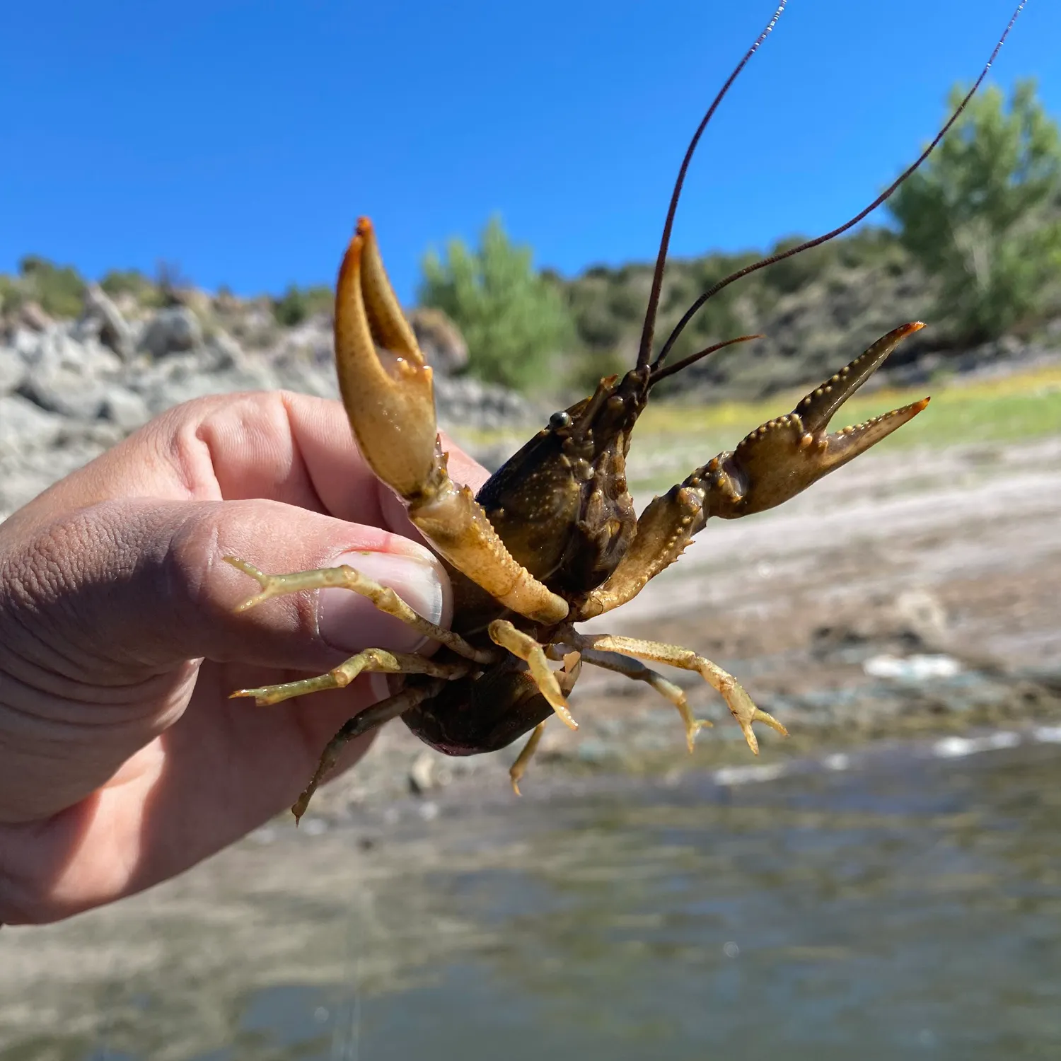 The most recent Northern clearwater crayfish catches on Fishbrain