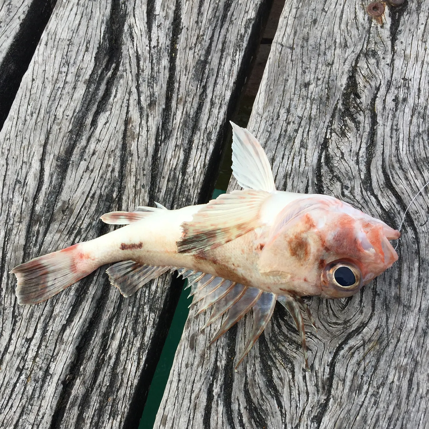 The most recent Common gurnard perch catches on Fishbrain
