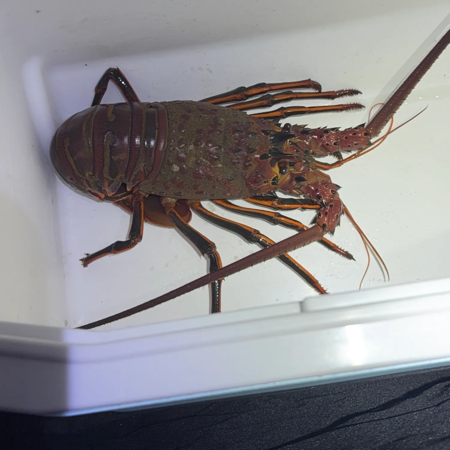 The most recent California spiny lobster catches on Fishbrain