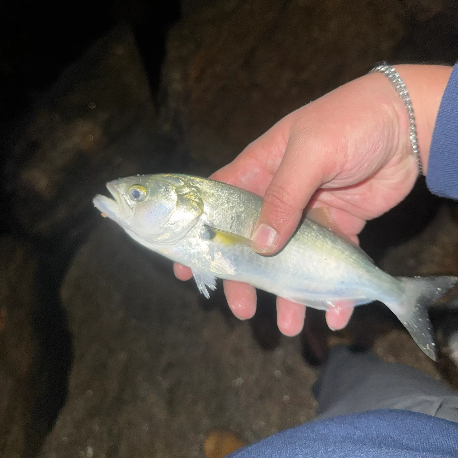 Bluefish caught on Fishbrain