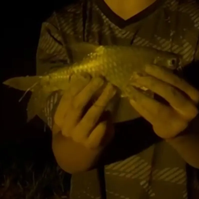 The most recent Java barb catches on Fishbrain