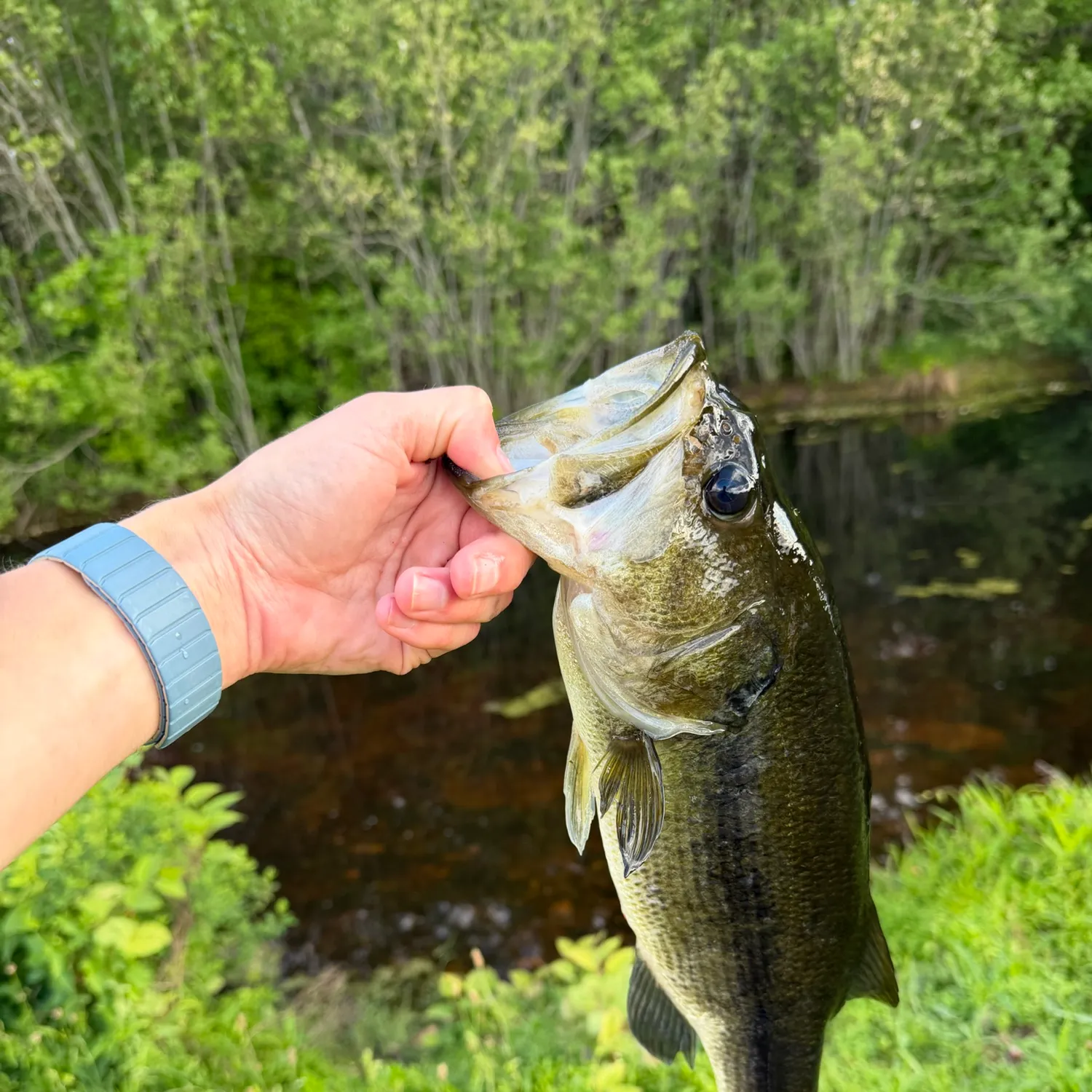 Largemouth bass caught on Fishbrain