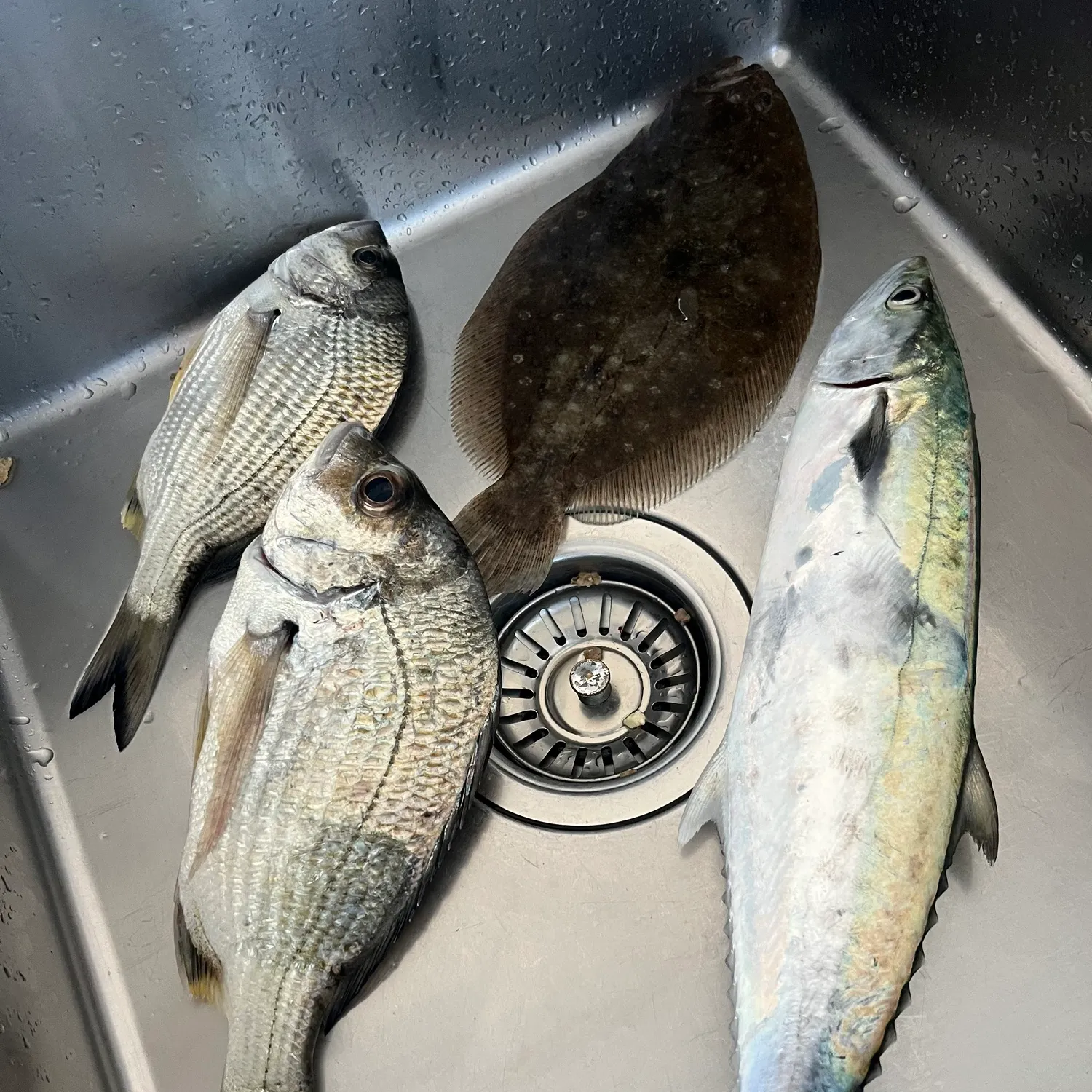 The most recent Blue mackerel catches on Fishbrain