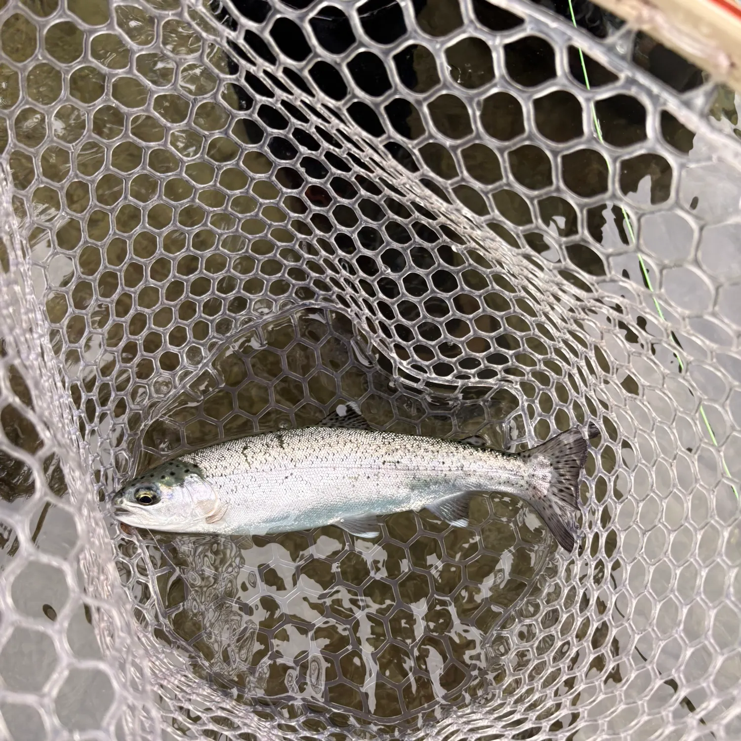 Fish caught on Fishbrain
