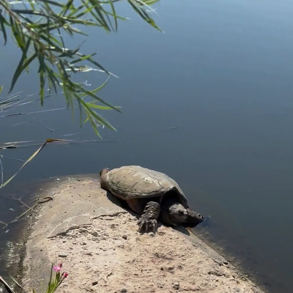 The most recent Common snapping turtle catches on Fishbrain