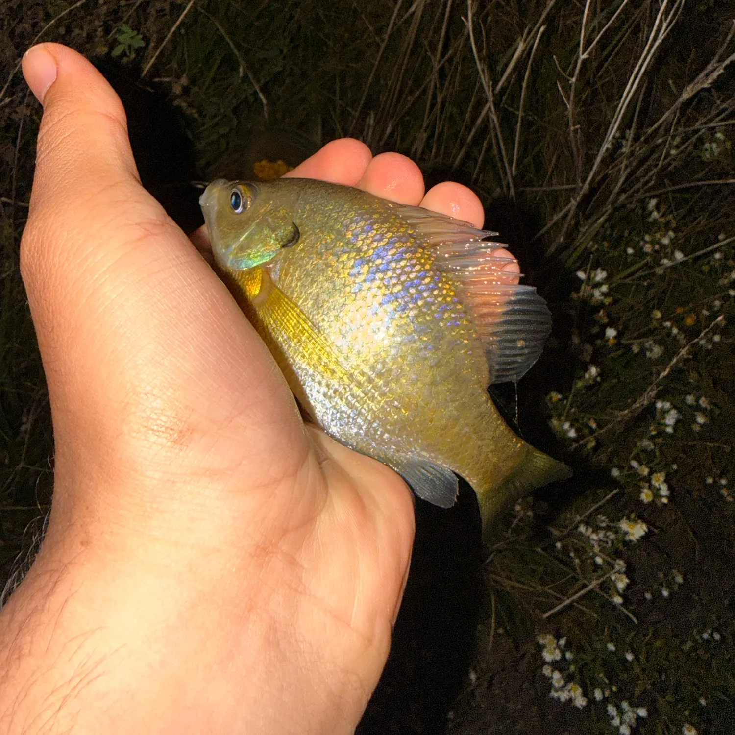 Bluegill caught on Fishbrain