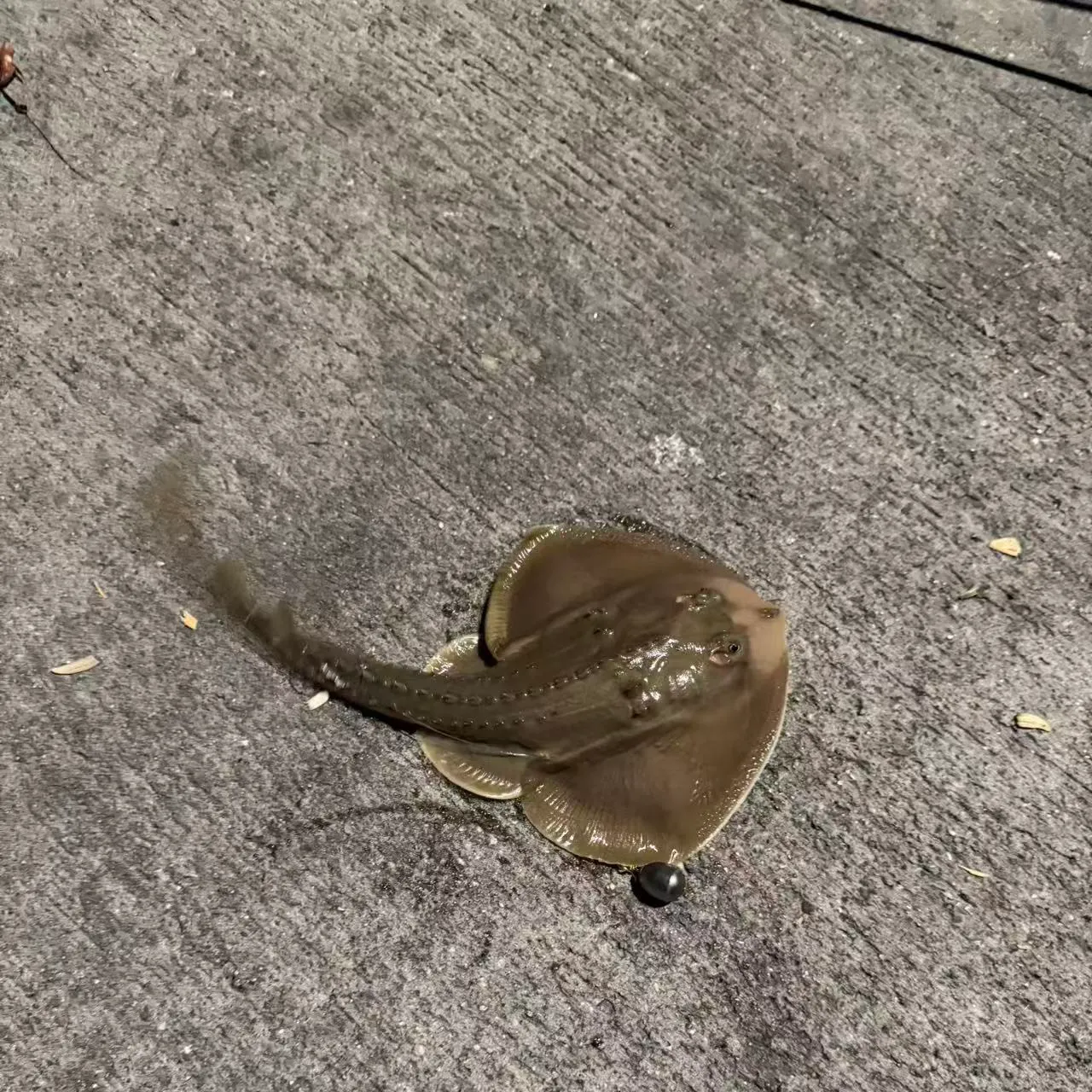 The most recent Thornback guitarfish catches on Fishbrain