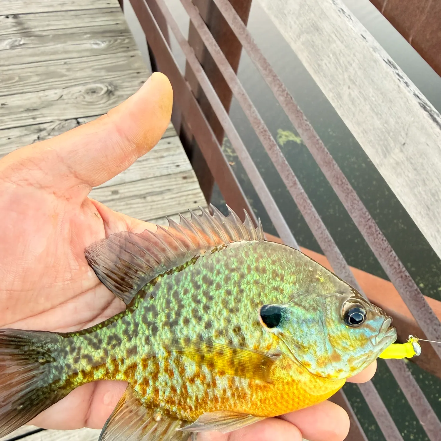 Redear sunfish caught on Fishbrain
